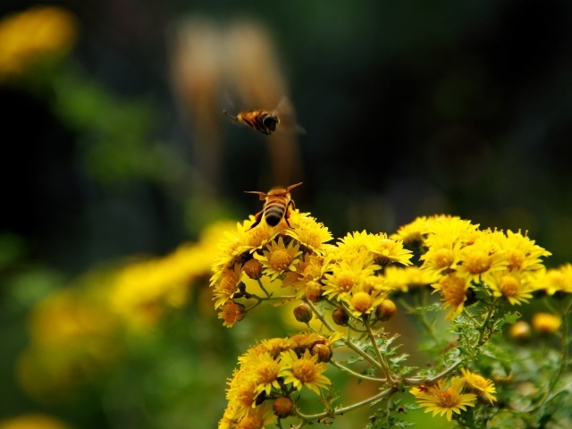 Две пчелы на кисточке желтого цветка
