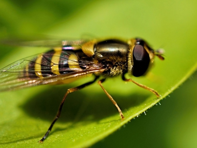 Оса на листе крупным планом