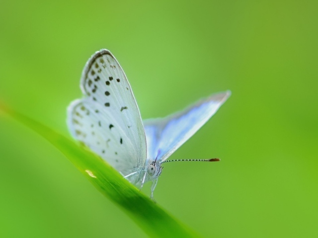 Белая бабочка на зеленой травинке