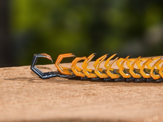 Мертвая сколопендра