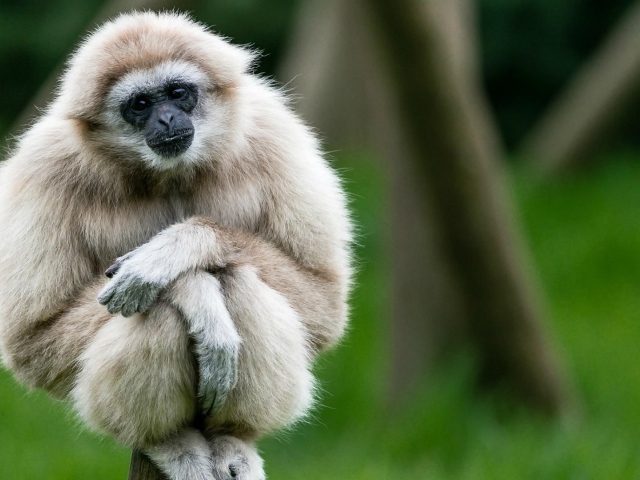 Милый белый гиббон