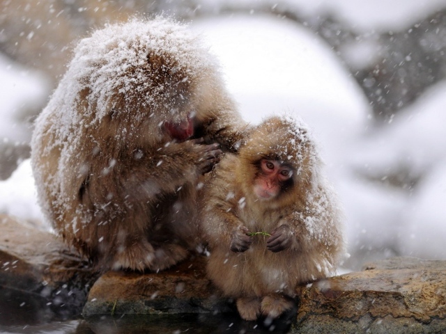 Японские макаки на снегу