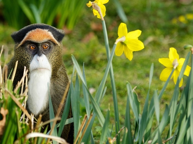 Обезьяна среди цветов