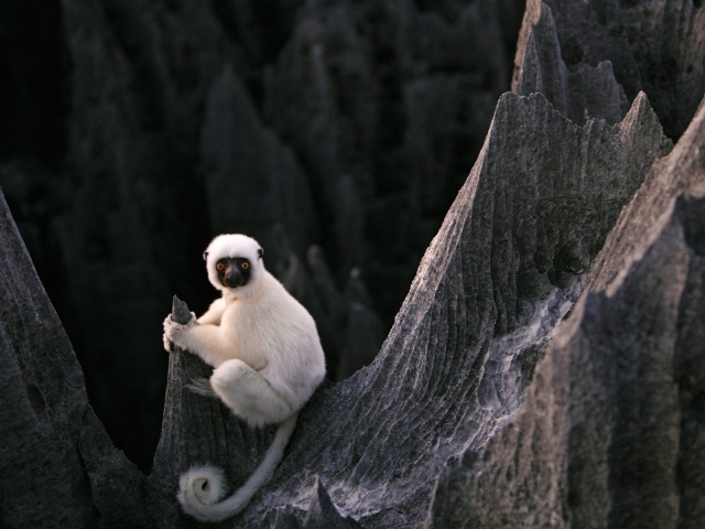 Белая обезьяна на скалах на Мадагаскаре