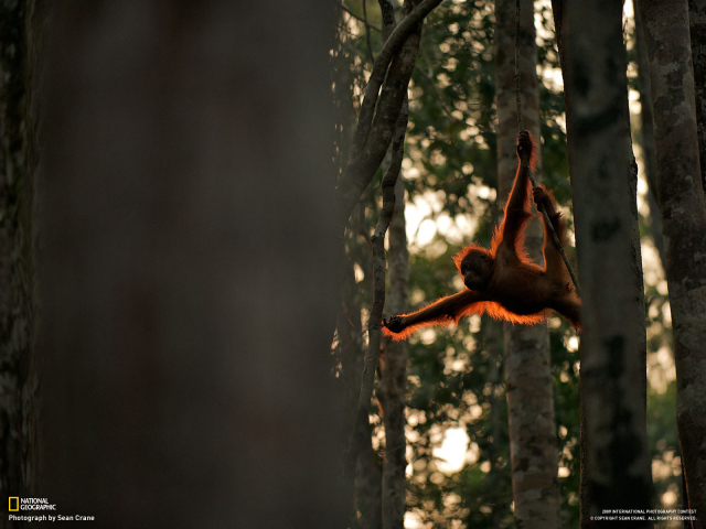 Обезьяна акробат