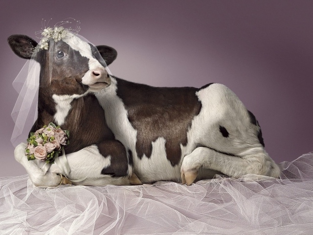 Корова в роли невесты