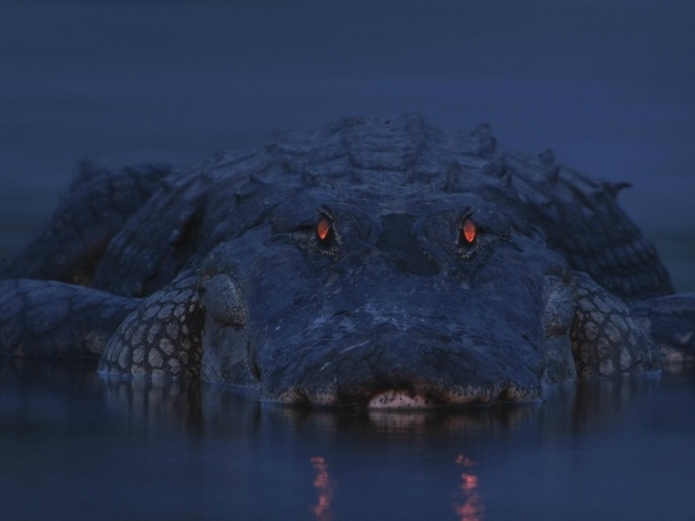 Аллигатор на берегу реки Мьякка