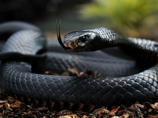 Змея чёрная мамба