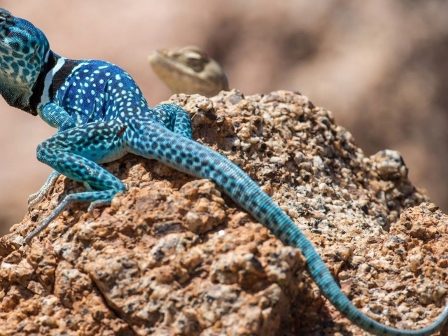 Синяя ящерица на камне