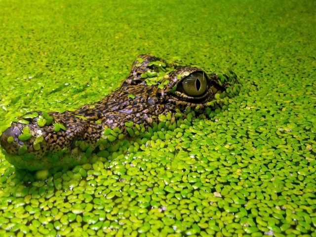 Крокодил маскируется в водных растениях