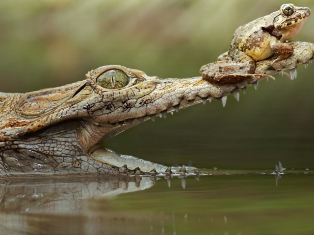 Лягушка на крокодиле