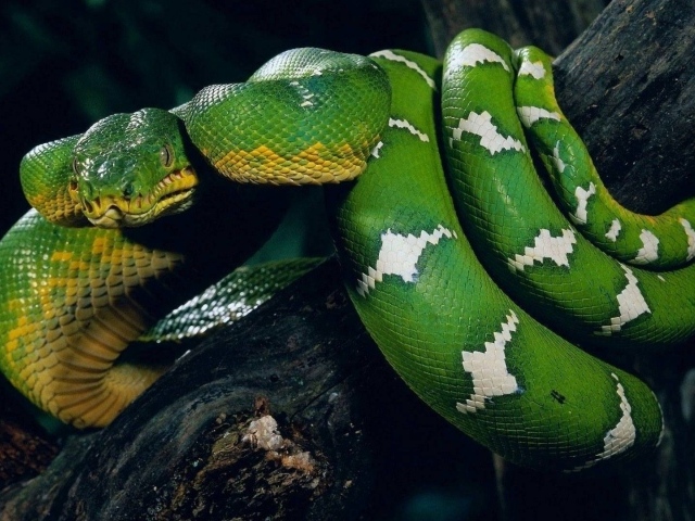 Зеленая змея обвила ствол дерева