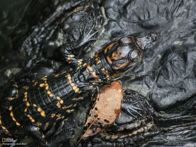 Маленький крокодил на голове мамы