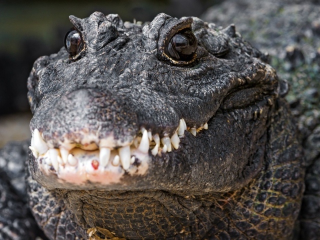 Зубы нильского крокодила