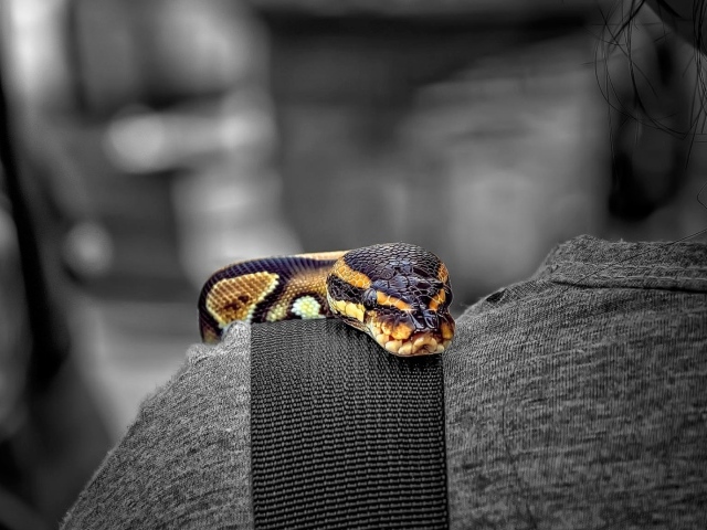 Змея на плече