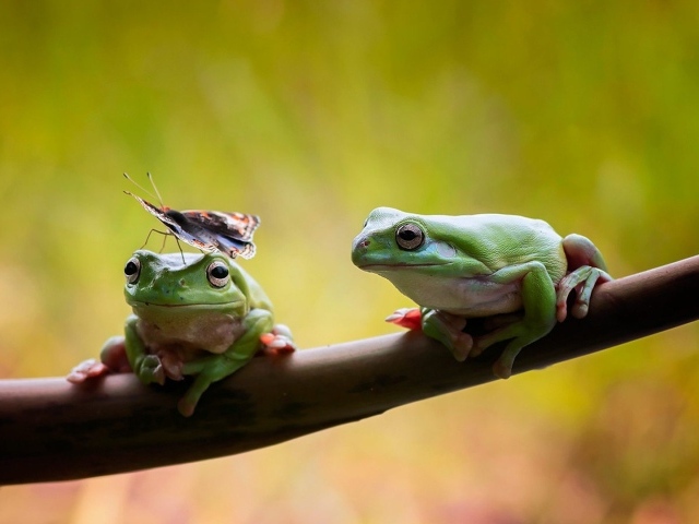 Две лягушки сидят на ветке