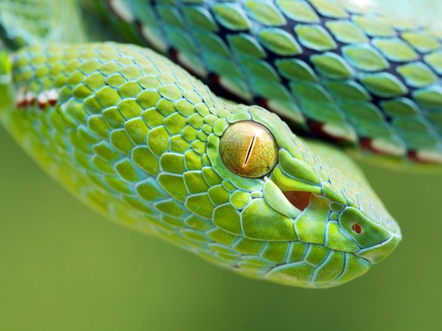 Желтый глаз зеленой змеи