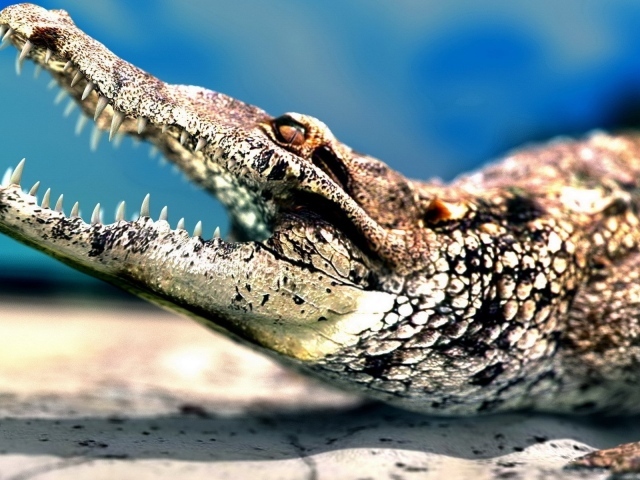 Молодой крокодил показывает зубы