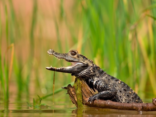 Молодой крокодил в болоте