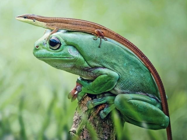 Ящерица верхом на лягушке