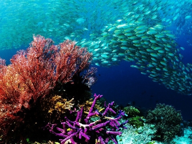 Стая мелких рыбешек на коралловом рифе