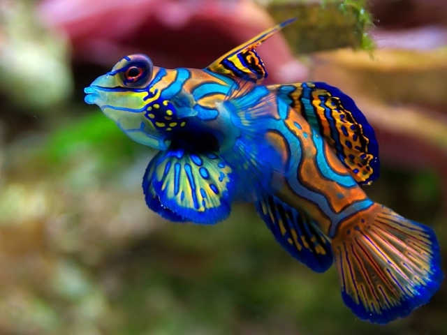 Красочная рыбка в домашнем аквариуме