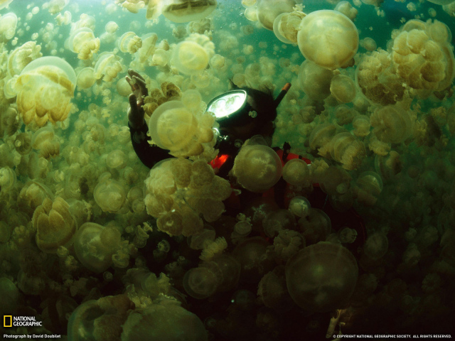 Водолаз в стае медуз