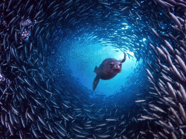 Галапагосский морской лев