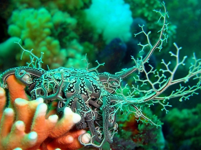 Голожаберный моллюск на коралловом рифе