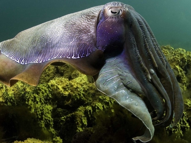 Кальмар над рифом