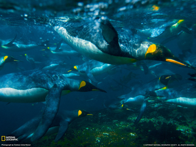 Пингвины ныряют в воду