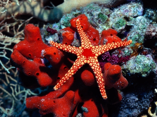 Красная морская звезда