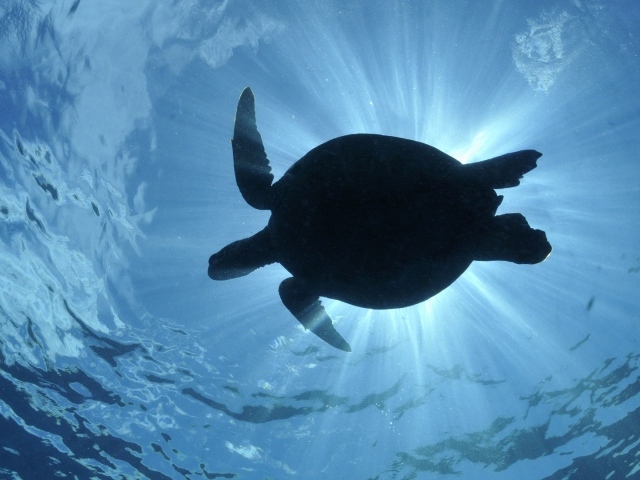 Черепаха в воде в лучах солнца