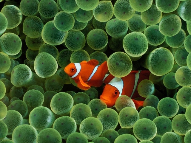 Две рыбки среди икры