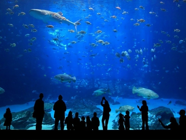 Посетители в океанариуме