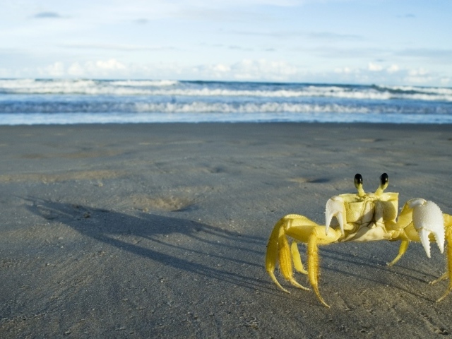 Желтый краб на берегу моря