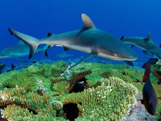 Молодые акулы на коралловом рифе
