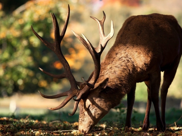 Олень кушает траву