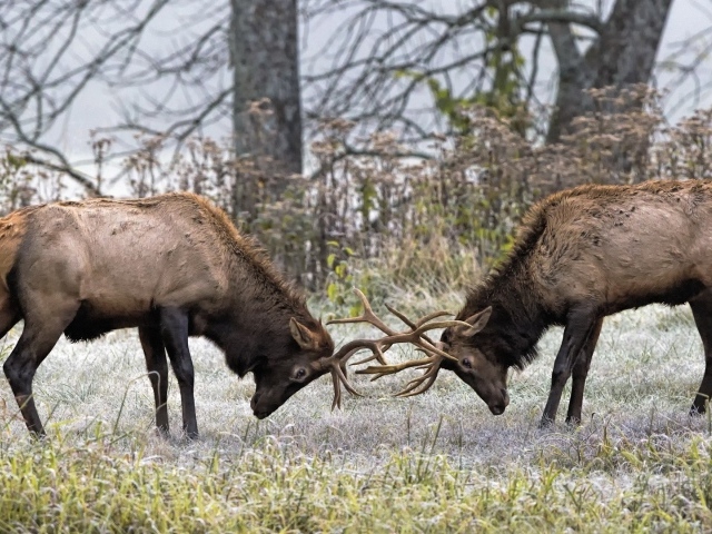 Два оленя бодаются