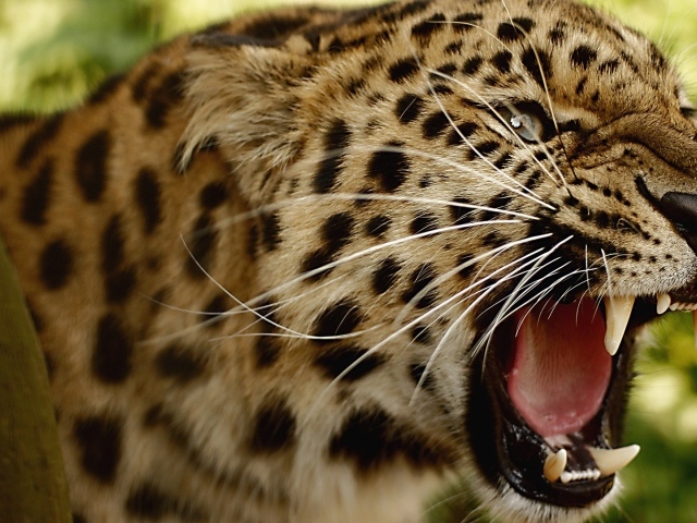 Злой амурский леопард