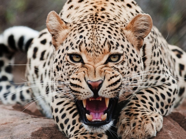 Злой ягуар смотрит в кадр