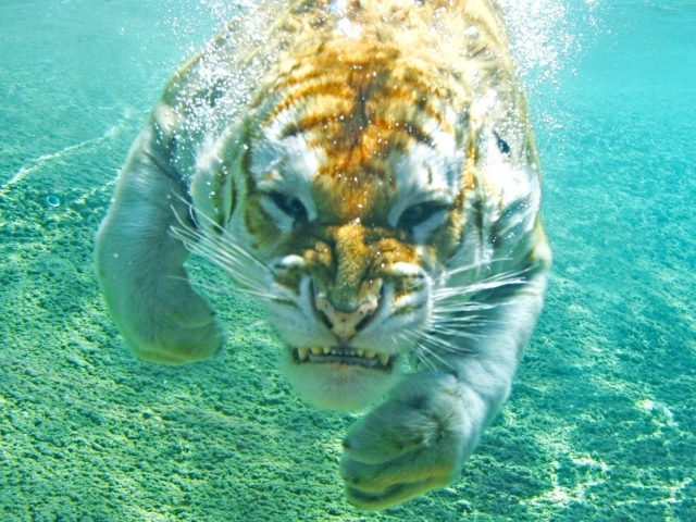 Злой тигр под водой