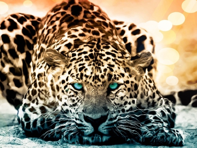 Голубоглазый красивый леопард