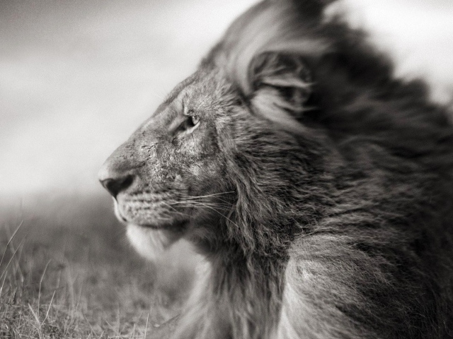 Черно белое фото льва