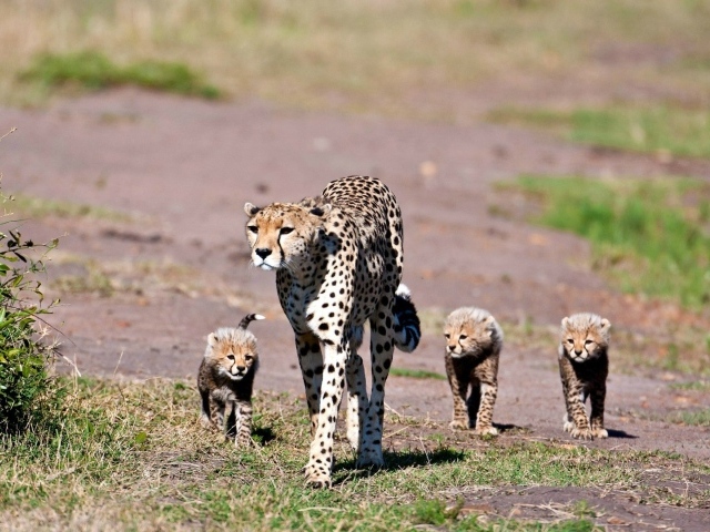 Мама гепард с котятами