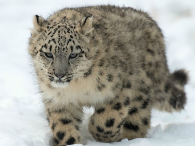 Барс идет по снегу