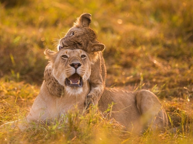 Львенок верхом на маме