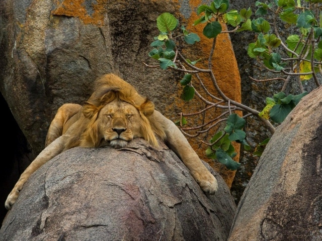 Лев безмятежно спит на камне