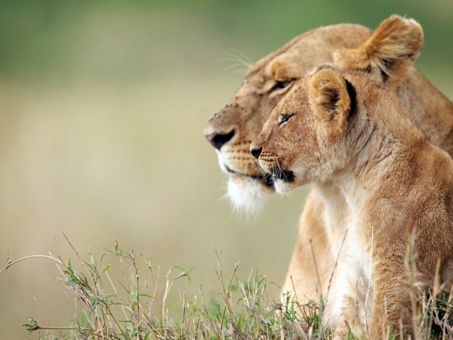 Львица и львёнок наблюдают за зеброй