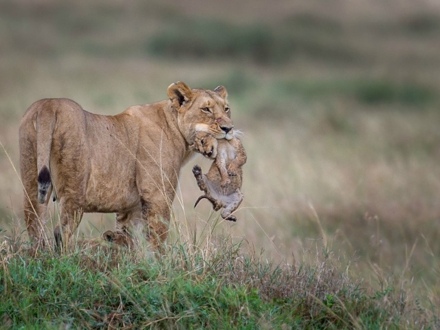 Львица держит детеныша в зубах